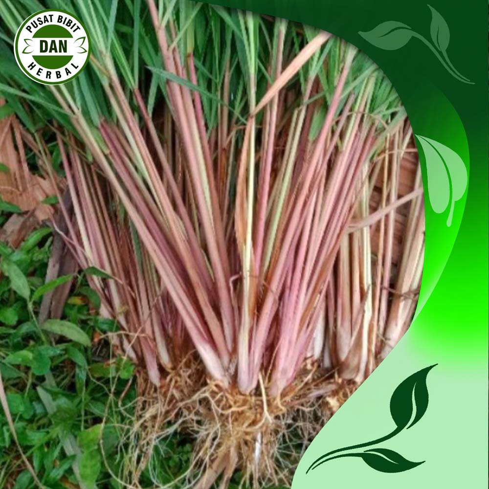 

Sereh serai merah sayur herbal segar 500 gram bersih