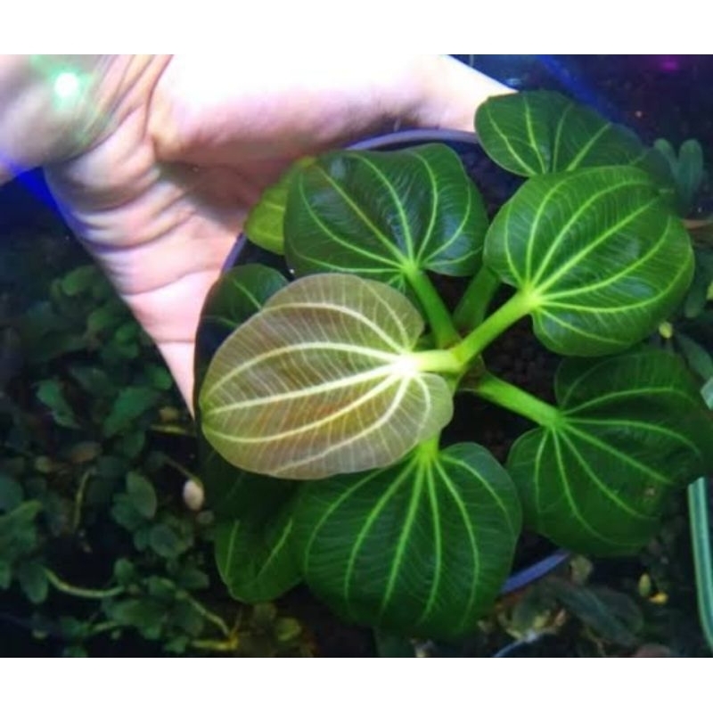 echinodorus iguazu 09 Tanaman aquascape