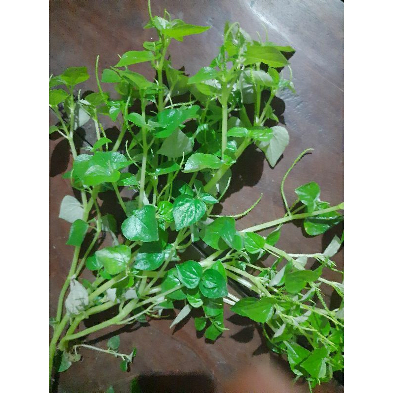 

sirih cina/ketumpang air fresh tanaman herbal 100g