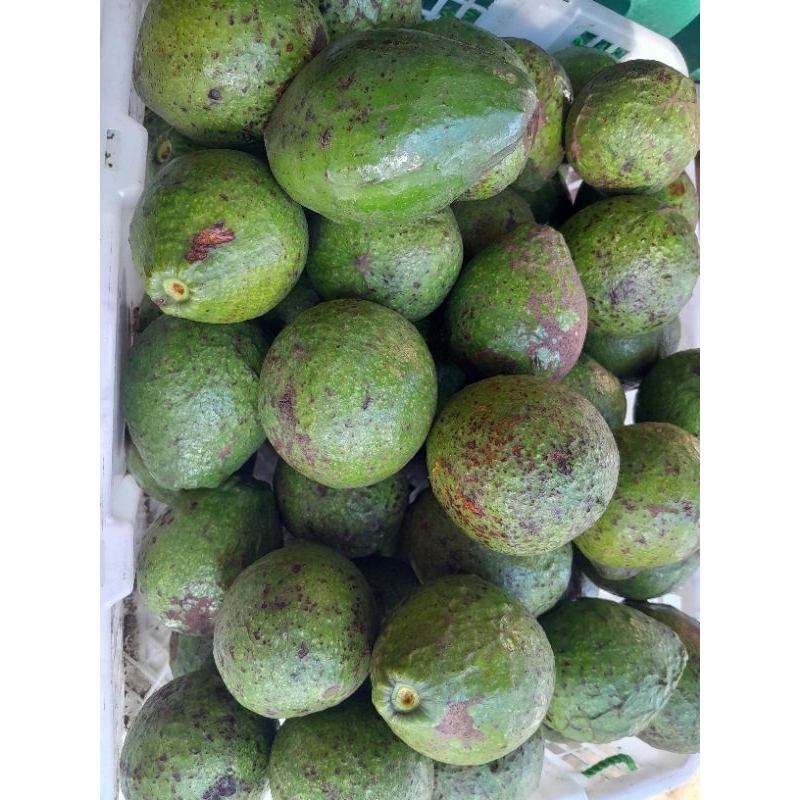 

Alpukat mentega 1 kg 15 ribu, per biji 2000