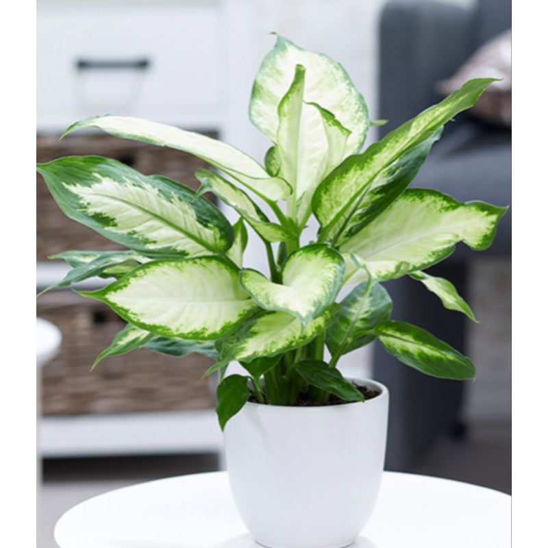 Tanaman Aglonema Blanceng Tisu Mantab/ Belanceng Tissue Tanaman Hidup/Tumbuhan Belanceng Tisu Cerah/