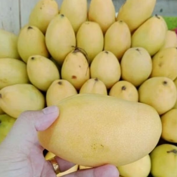 

Mangga Thailand Manis 500gr/1kg