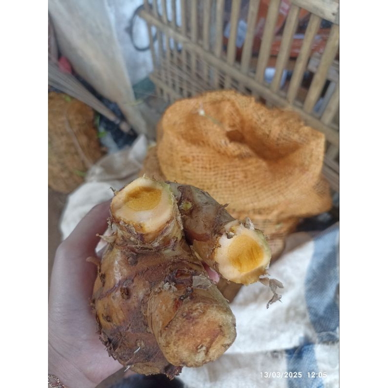 

READY TEMULAWAK SEGAR JUMBO 1KG