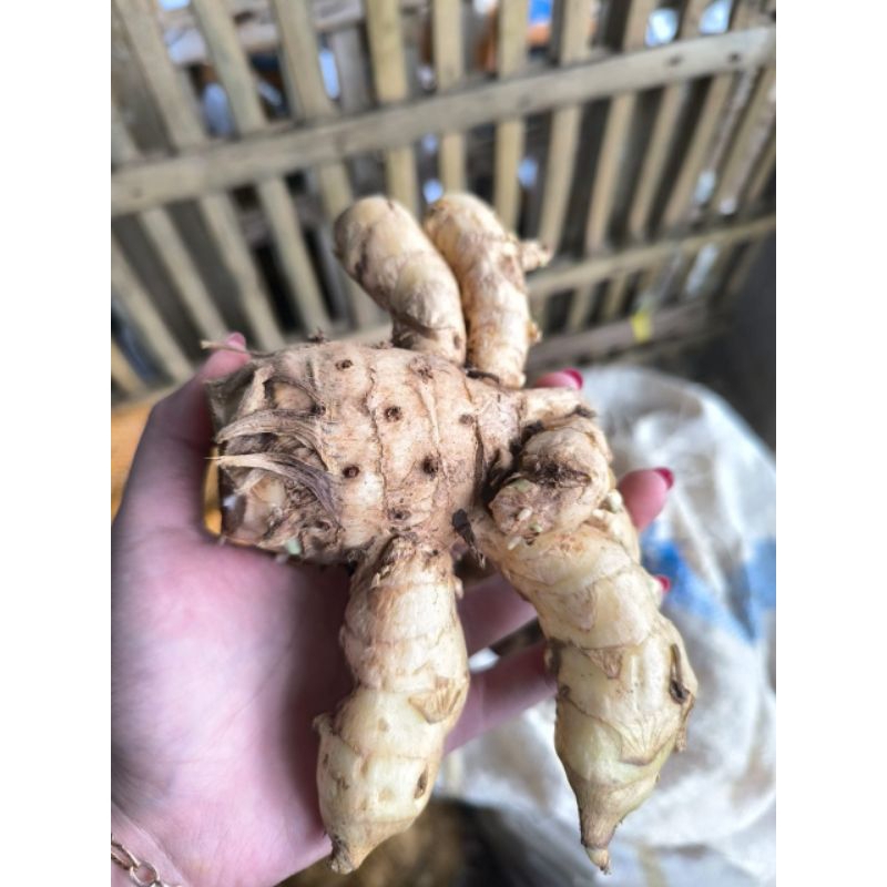 

TEMU PUTIH / KUNYIT PUTIH SEGAR 1KG