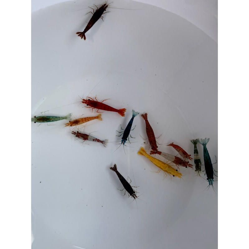 hiasan Aquarium udang hias ekonomis
