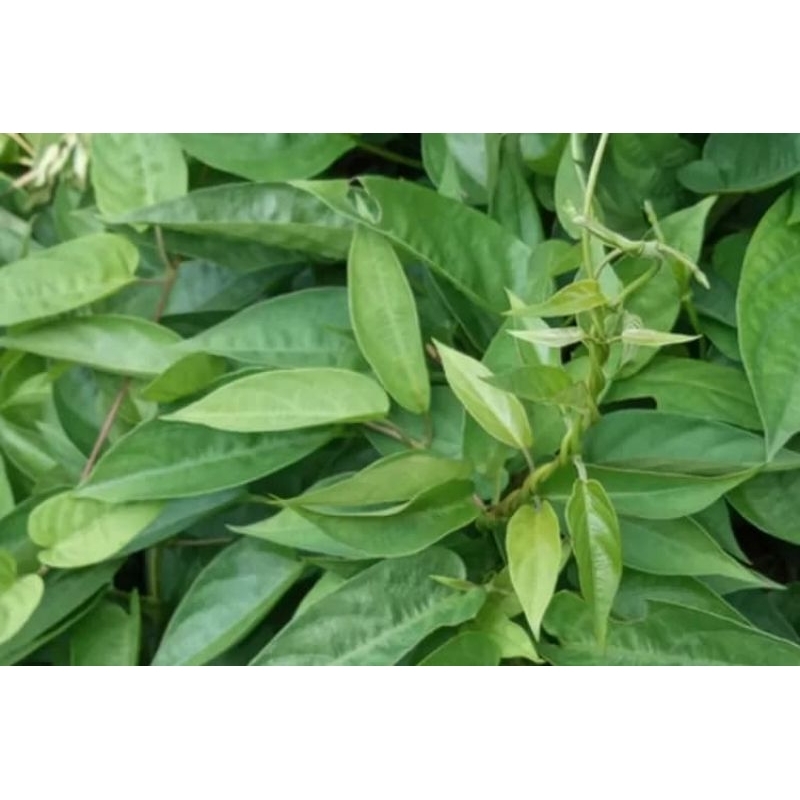 

Daun KENTUT/Daun SEMBUKAN 100gr