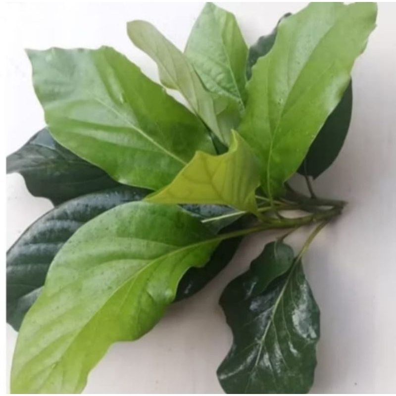 

terbaik daun alpukat segar berkualitas herbal 100 lembar