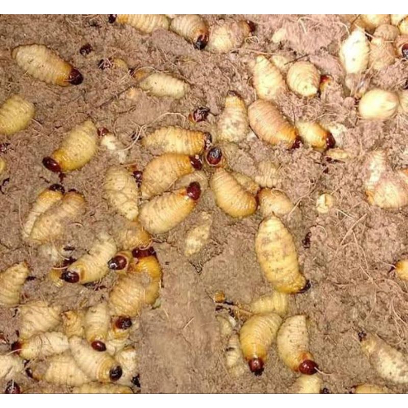 ulat sagu super besar besar