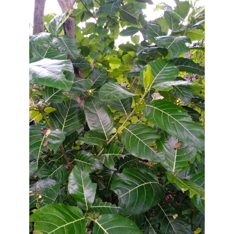 

50 daun awar