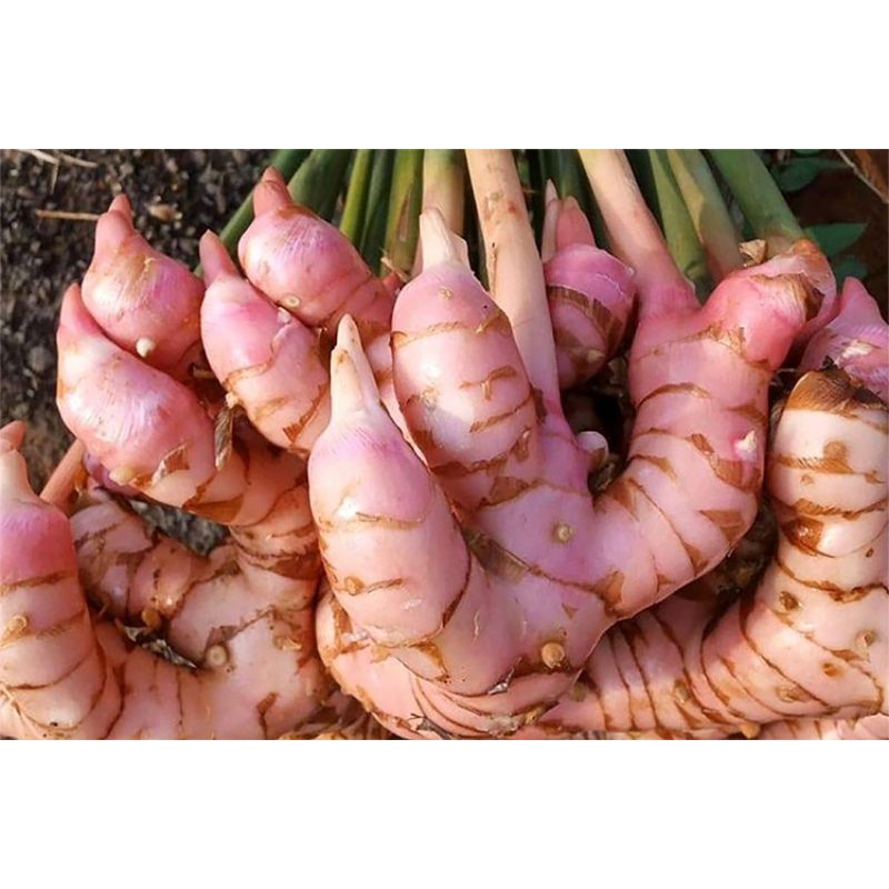 

lengkuas merah fress/ size 1 kg (satu kilo)