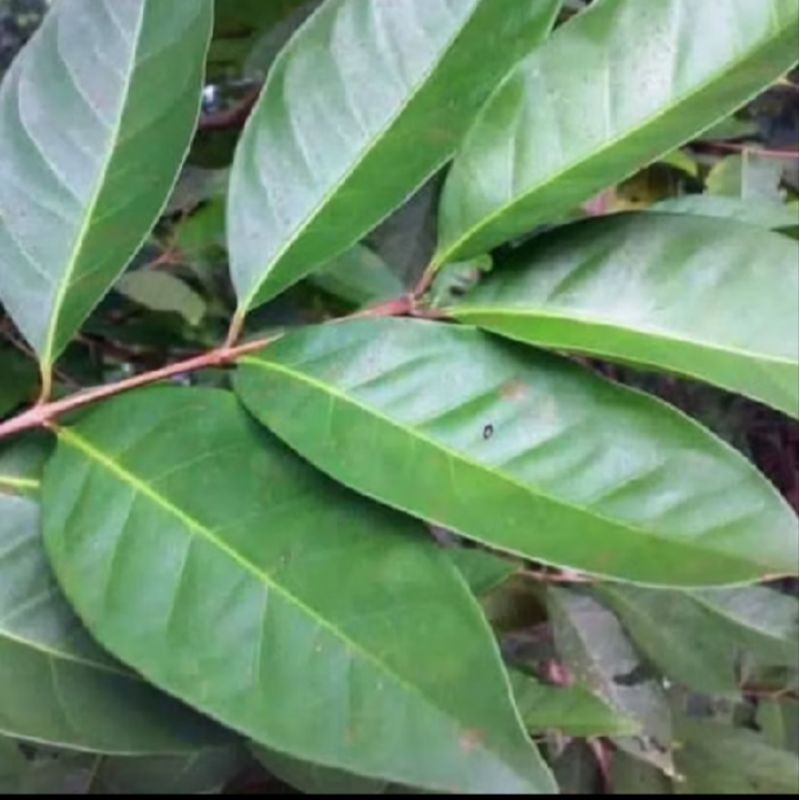 

Daun Salam Segar 100gr