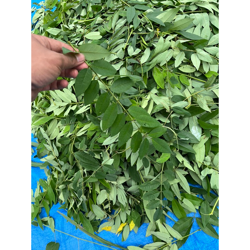 

Daun indigofera dan ranting lunak segar kondisi masih basah (1kg)