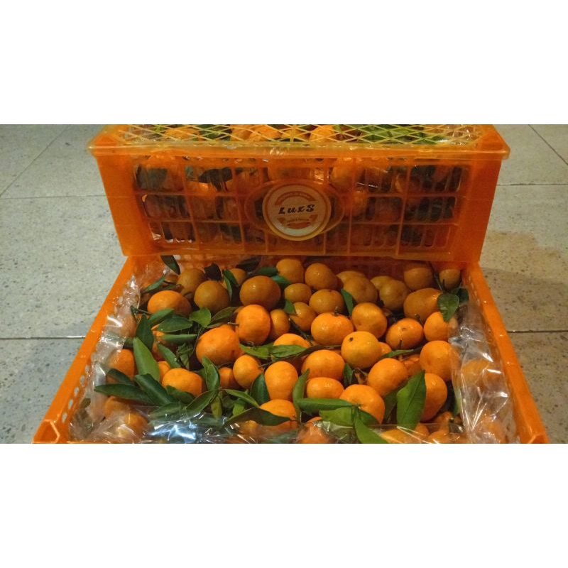 

JERUK SANTANG PROMO MURAH PER BOX 6kg
