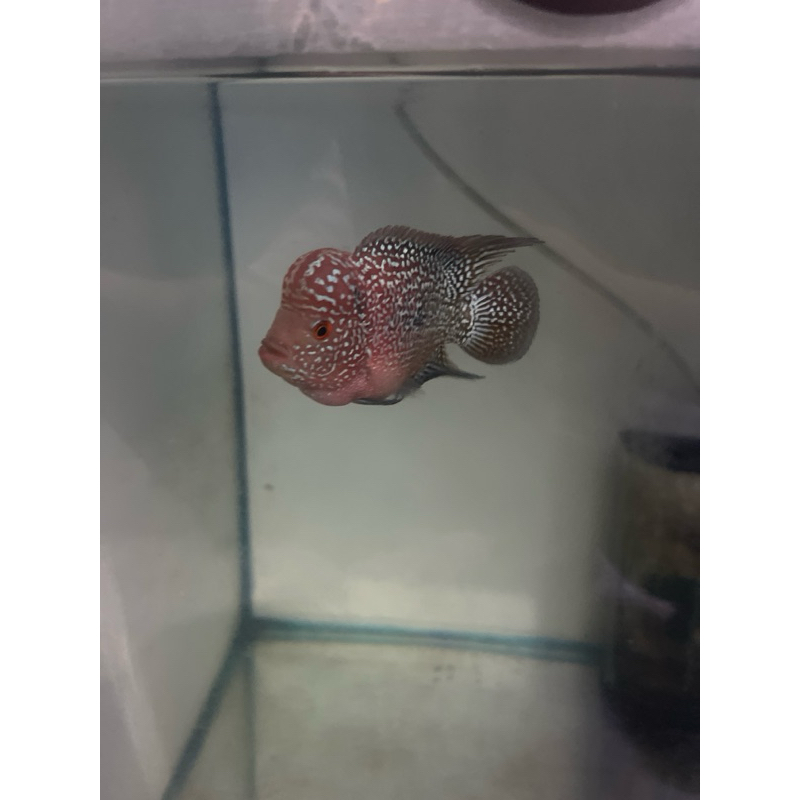 louhan cencu grade mantap