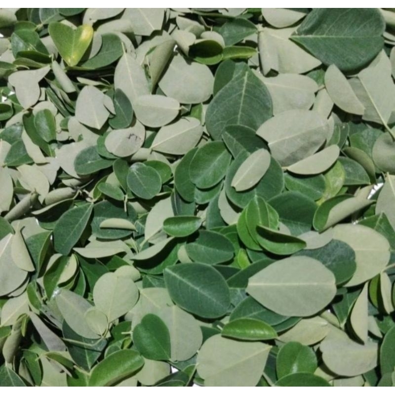 

Daun Kelor 100 Gram Higienis