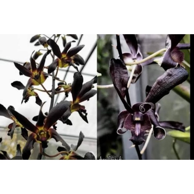 Anggrek Dendrobium Rajajowas x Jaguar