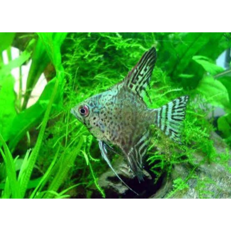 Manfish leopard ikan hias aquascape