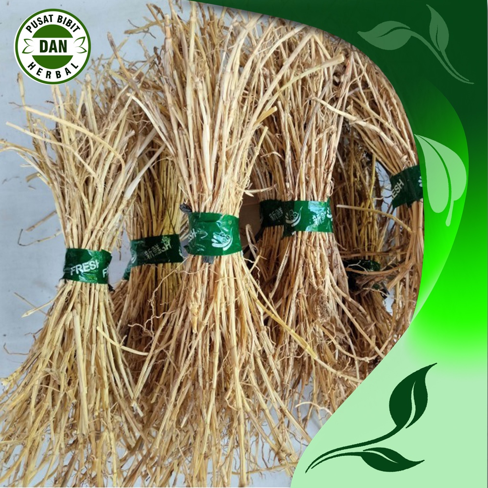 

Herbal Akar alang alang atau ilalang segar 500 gram