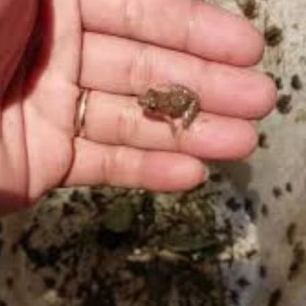 kodok sawah hidup pakan ikan predator ukuran pareasi 1 2 3 4