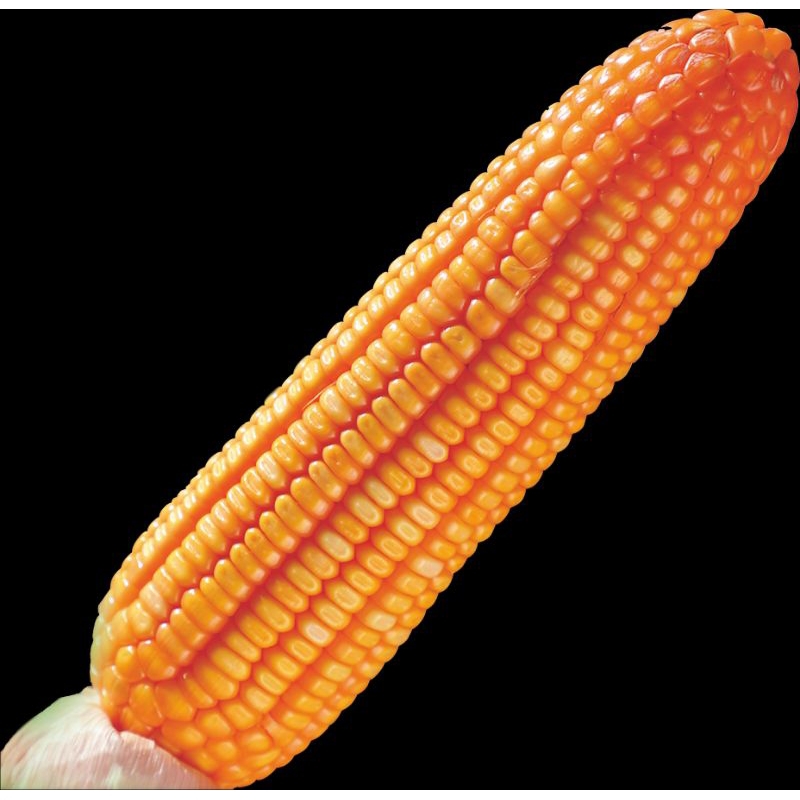 Grosir Benih jagung Hibrida Bisi 79 Tahan Rebah