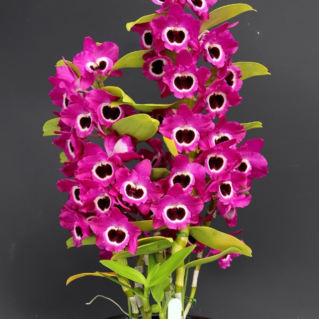 BELI 2 LEBIH MURAH  Anggrek Dendrobium - Dendrobium Nobile Anggrek Wangi Dendro Wangi