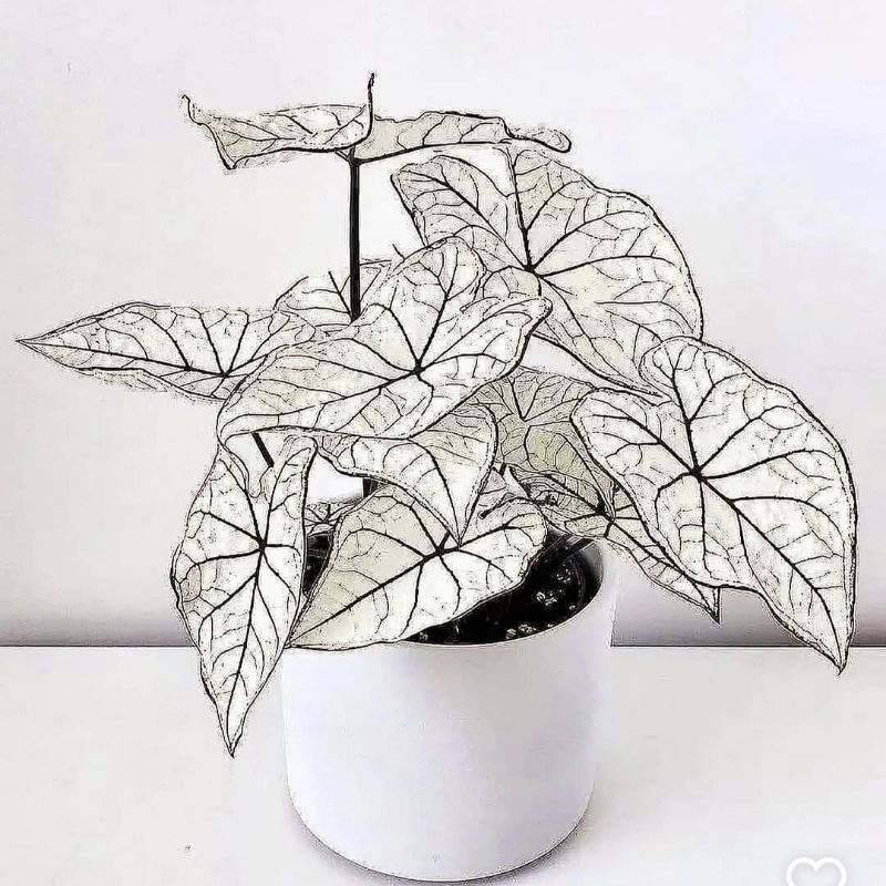 Tanaman Hias Keladi Thai Series White Star Bunga Hias Keladi Caladium Anakan Murah Merah BUKAN BONGG