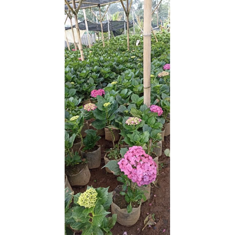 Bunga Hydrangea Potong - Bunga Brondong Potong - Bunga Bandung - Bunga Hari Raya