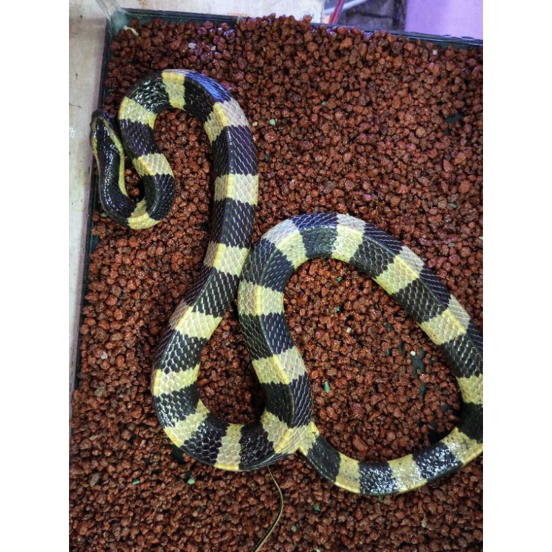 Welang/bungarus fasciatus