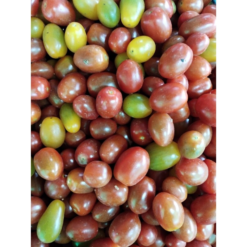 

TOMAT CHERRY