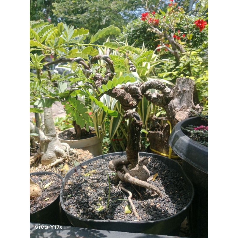bonsai asem jawa