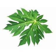

Grosir per 1 ikat Daun Pepaya Segar