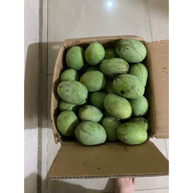 

Mangga Harum Manis