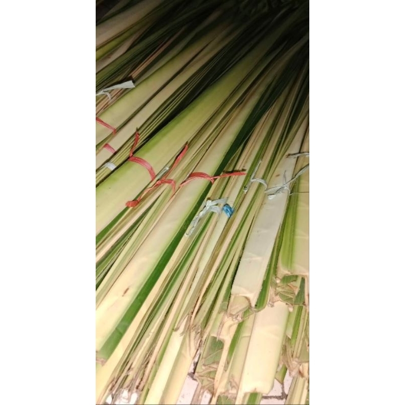 

janur kuning 1 iket isi 10