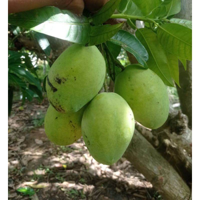 

mangga muda cengkir indramayy 1kg, cocok buat rujak