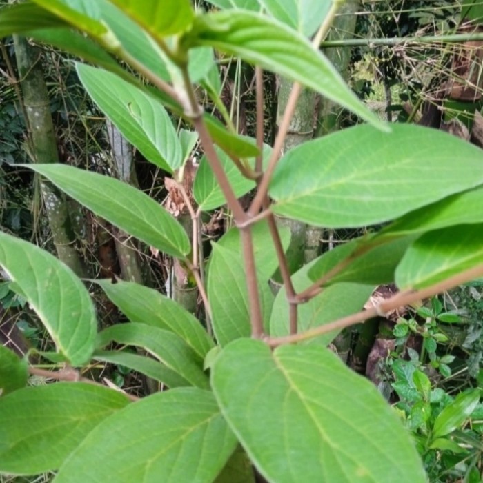 

daun sirih hutan segar 1kg