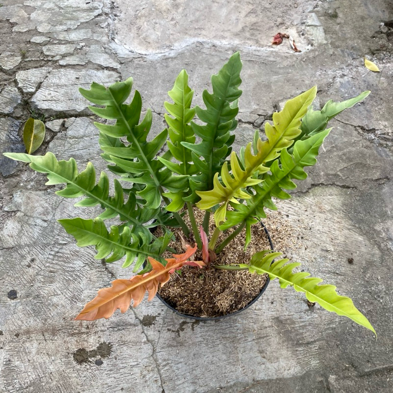 tanaman phillo gergaji varigata kuning uk big rimbun