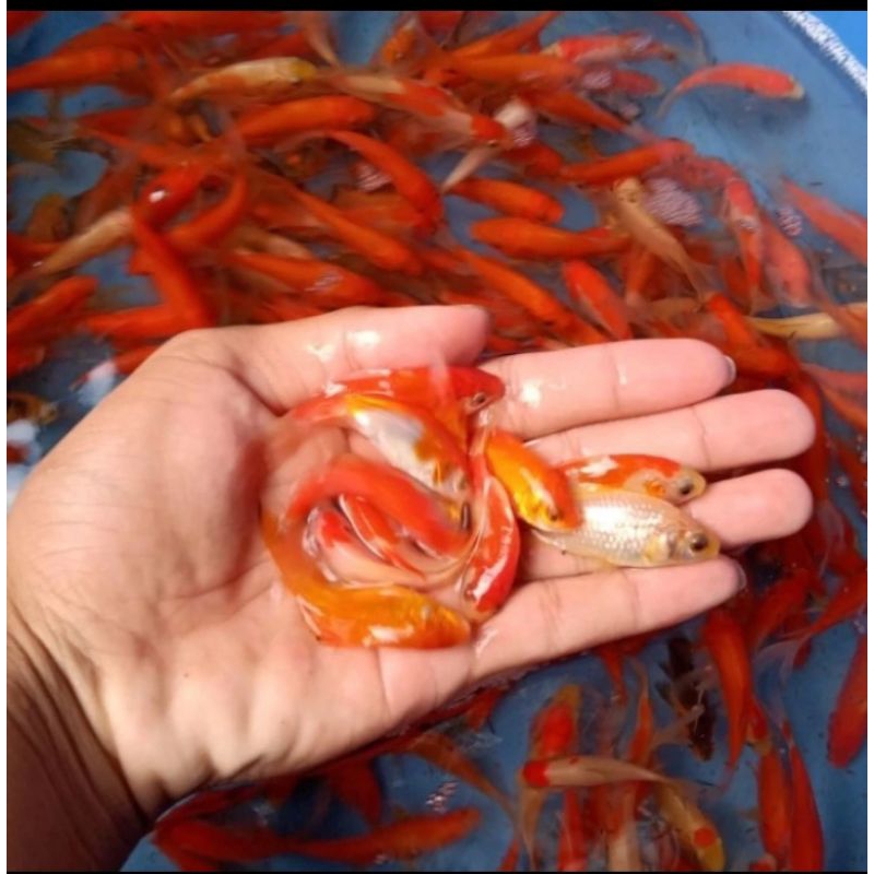 

HIASAN KOLAM/MAS K0MET