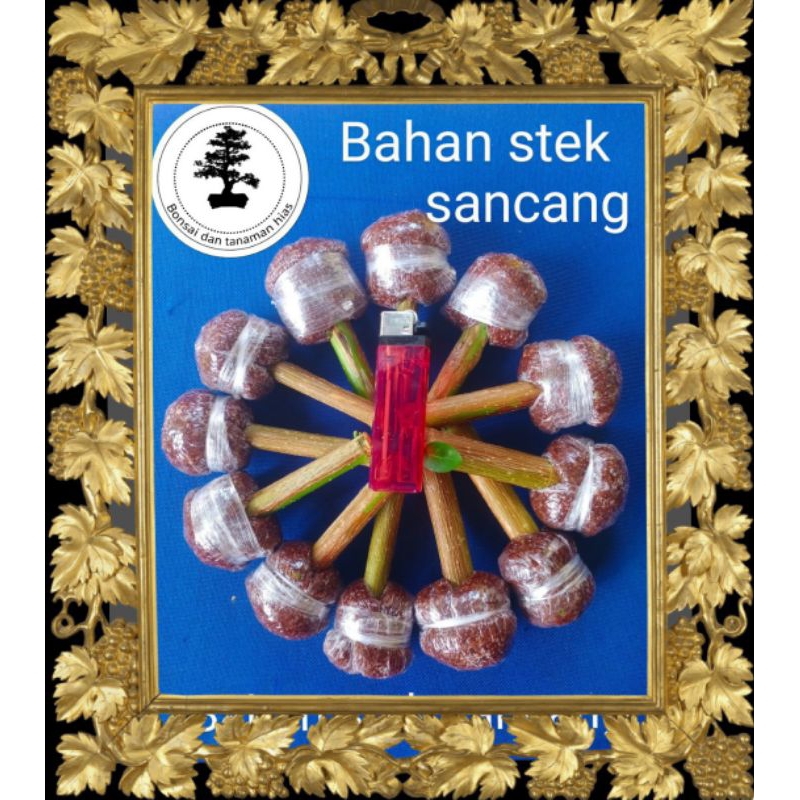 Stek sancang bahan bonsai