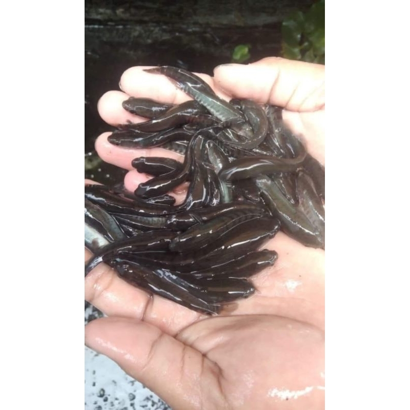 Paket 3000 Ekor Bibit Ikan Gabus Konsumsi 456 Cm