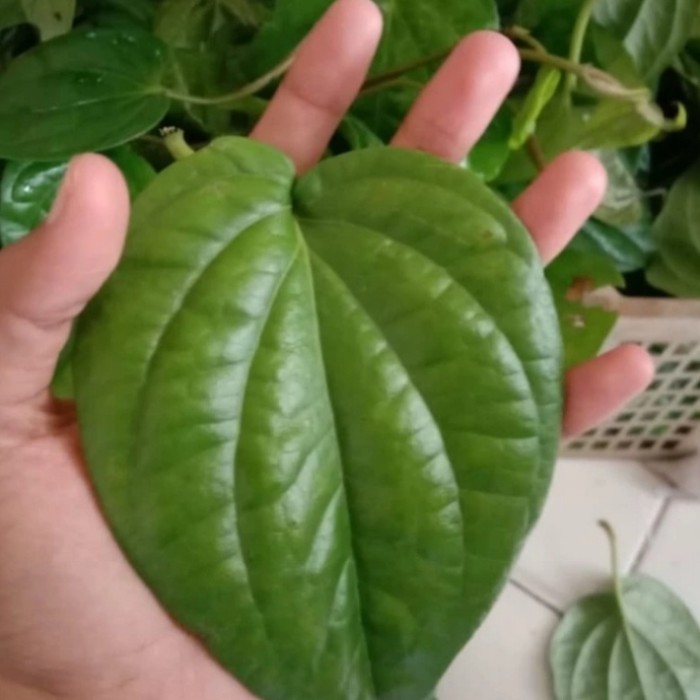 

Daun Sirih Segar per lembar