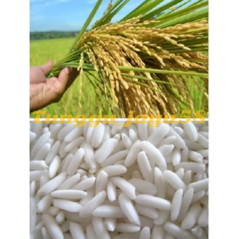 PROMO 1KG BENIH PADI KETAN PUTIH GRENDEL bibit padi ketan putih pulen landung