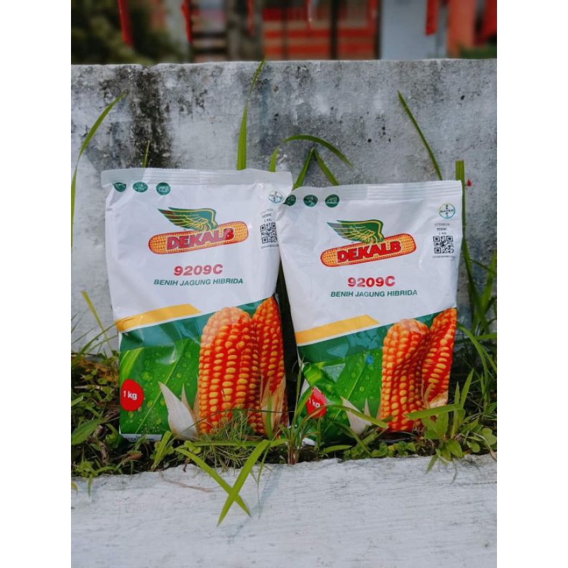 Benih Jagung DK 9209C Benih Bibit Jagung Terbaru