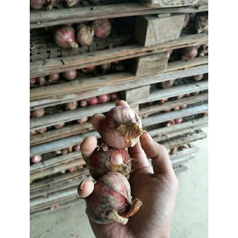 

Bawang Merah Peking India 1KG