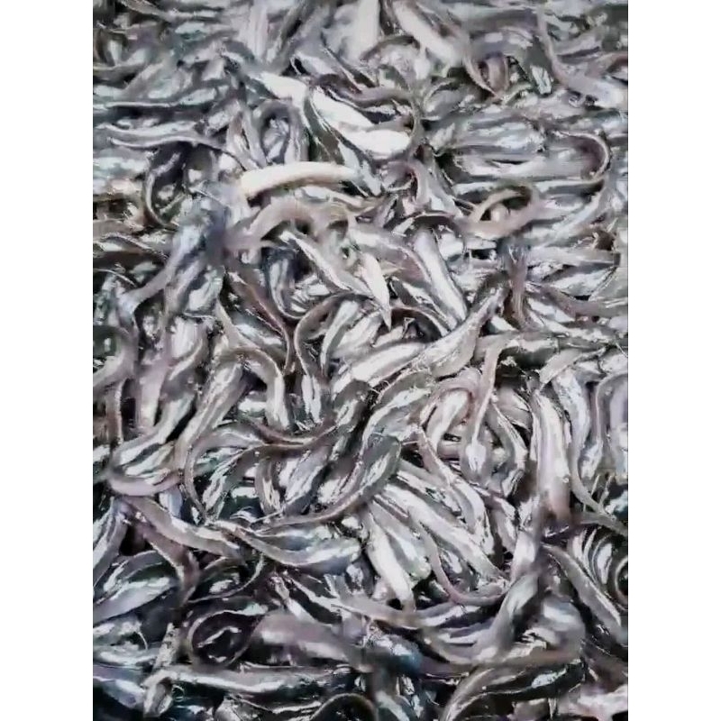 Bibit lele sangkuriang ukuran 6-7cm