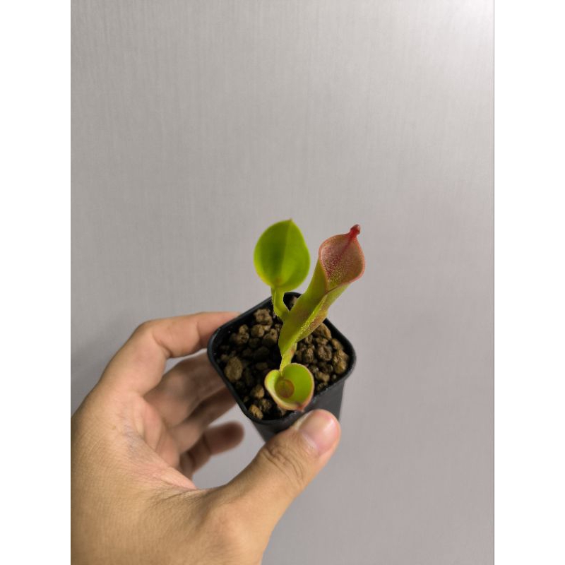 

Heliamphora Tavor