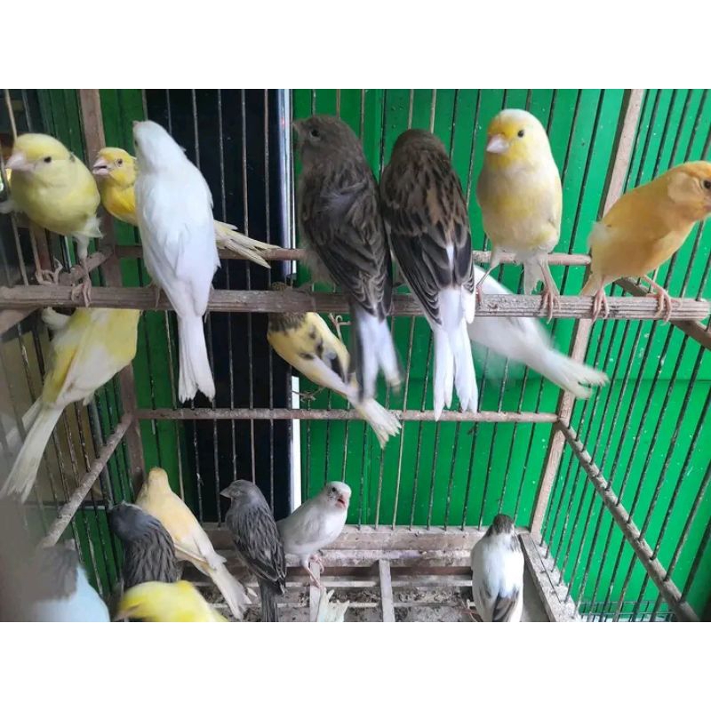 Kenari Paud wiksar Real Jantan