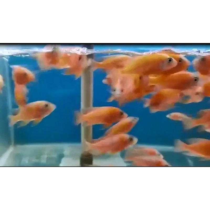 

HIASAN AQUARIUM/OB PEACOCK DRAGON BLOOD