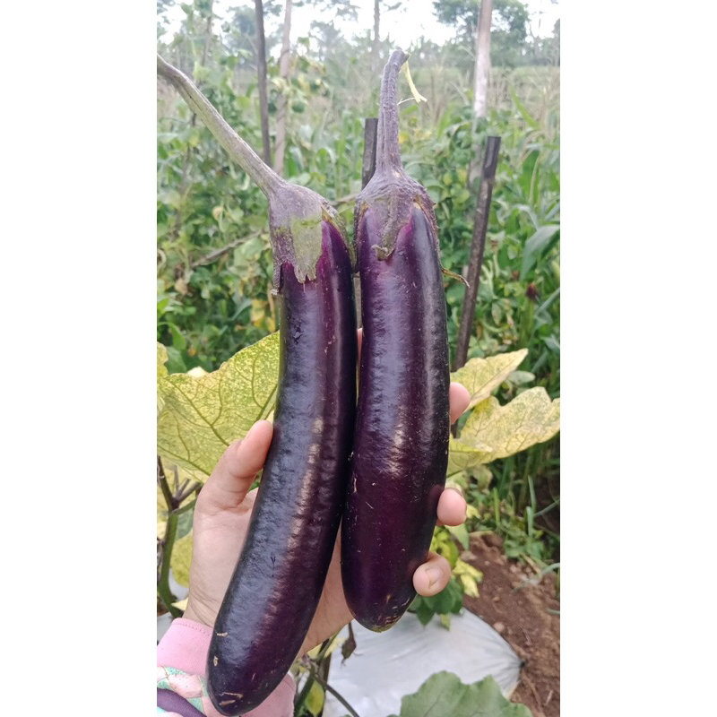 

Terong Ungu Segar 1000gr