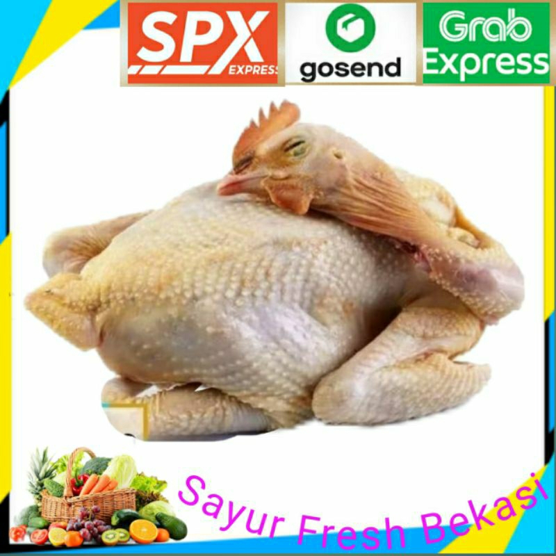 

Ayam Kampung 1 Ekor.