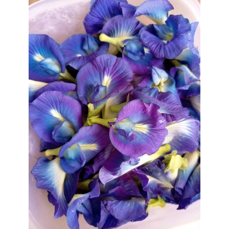 

bunga teleng segar butterfly pea